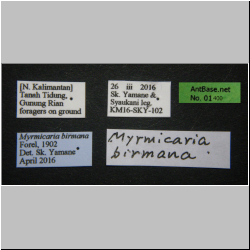 Myrmicaria birmana Forel, 1902 Label
