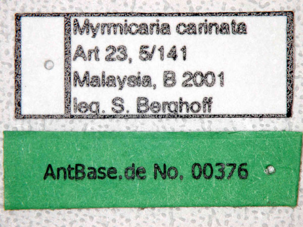 Foto Myrmicaria carinata Smith,1857 Label