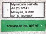 Myrmicaria carinata Smith,1857 Label