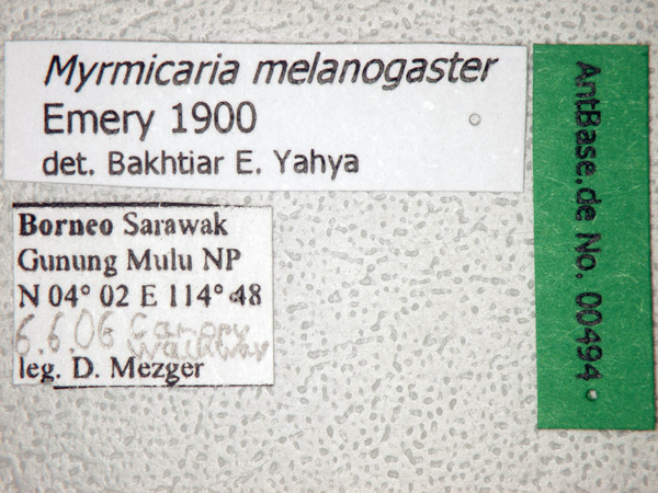 Foto Myrmicaria melanogaster Emery, 1900 Label