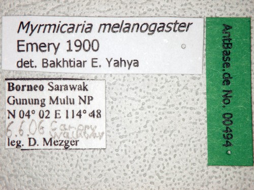 Myrmicaria melanogaster Emery, 1900 Label