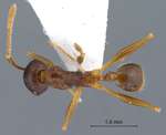 Pheidole acantha Eguchi,2001 dorsal