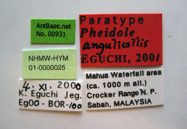 Foto Pheidole angulicollis Eguchi, 2001 Label