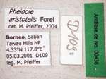 Pheidole aristotelis Forel,1911 Label