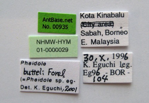 Pheidole butteli Forel, 1913 Label