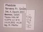 Pheidole fervens Smith, 1858 Label