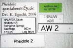 Pheidole gombakensis Eguchi,2001 Label