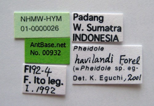 Pheidole havilandi Forel, 1911 Label