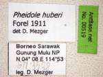 Pheidole huberi Forel, 1911 Label