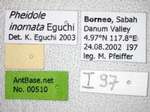 Pheidole inornata Eguchi, 2001 Label