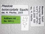 Pheidole lucioccipitalis Eguchi,2001 Label