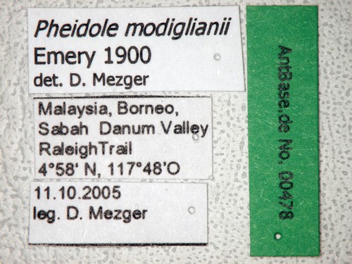 Pheidole modiglianii Emery, 1900 Label