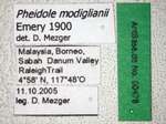 Pheidole modiglianii Emery, 1900 Label