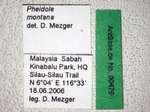 Pheidole montana Eguchi, 1999 Label