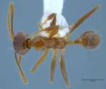 Pheidole orophila Eguchi, 2001 dorsal