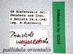 Pheidole koshewnikovi Ruzsky, 1905 Label