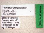 Pheidole parvicorpus Eguchi, 2001 Label