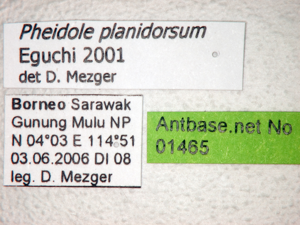Foto Pheidole planidorsum Eguchi, 2001 Label