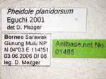 Pheidole planidorsum Eguchi, 2001 Label