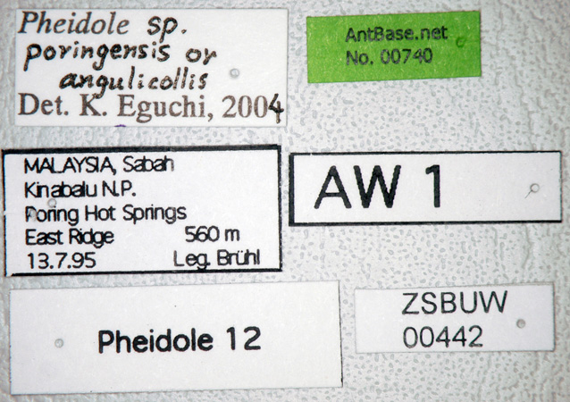 Foto Pheidole poringensis Eguchi,2001 Label