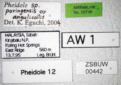 Pheidole poringensis Eguchi,2001 Label