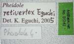 Pheidole retivertex Eguchi,2001 Label