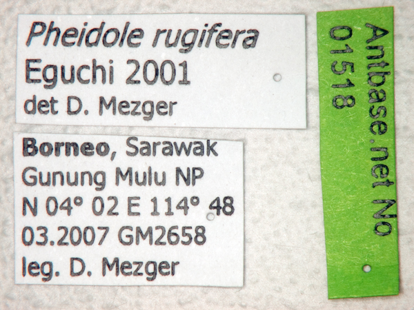 Foto Pheidole rugifera Eguchi, 2001 Label