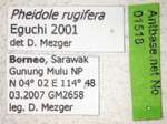 Pheidole rugifera Eguchi, 2001 Label