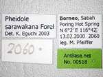 Pheidole sarawakana Forel,1911 Label