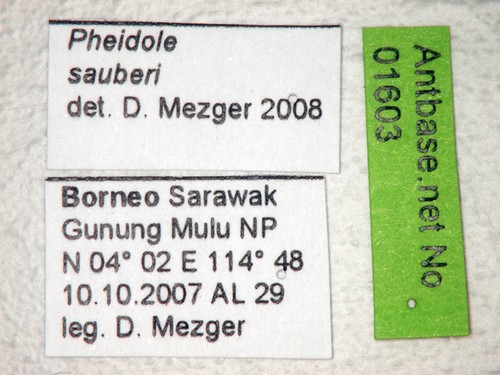 Pheidole sauberi Forel, 1905 Label