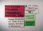 Pheidole sayapensis Eguchi, 2001 Label