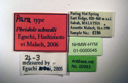 Foto Pheidole schoedli Eguchi, Hashimoto & Malsch, 2006 Label