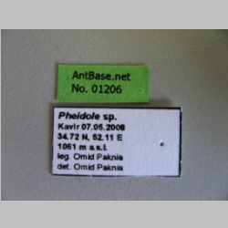Pheidole sp. Label