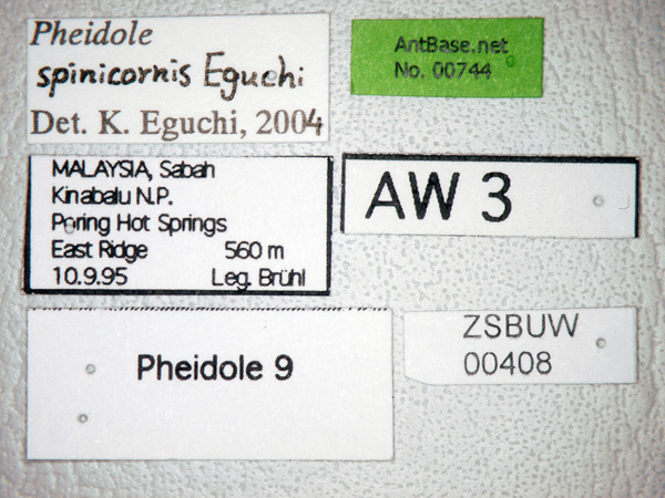 Foto Pheidole spinicornis Eguchi,2001 Label