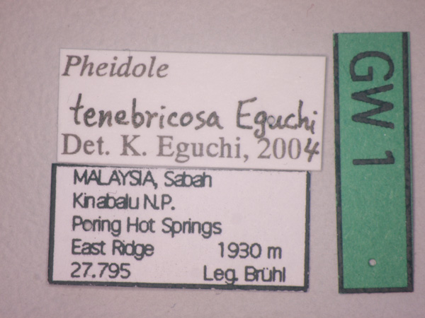Foto Pheidole tenebricosa Eguchi,2001 Label