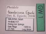 Pheidole tenebricosa Eguchi,2001 Label