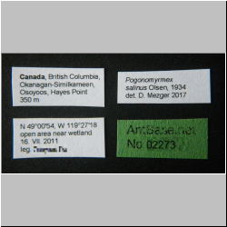 Pogonomyrmex salinus Olsen, 1984 Label