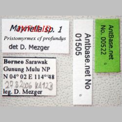 Pristomyrmex profundus Label