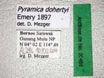 Strumigenys dohertyi Emery, 1897 Label