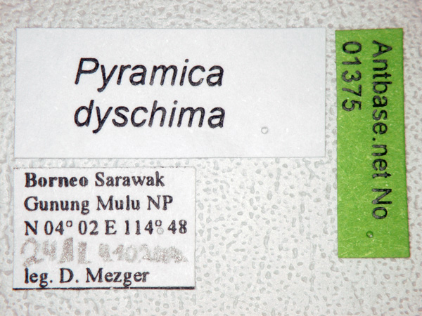 Foto Strumigenys dyschima Bolton, 2000 Label