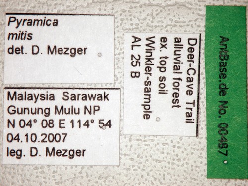 Strumigenys mitis Brown, 2000 Label