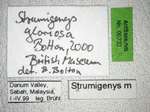 Strumigenys gloriosa Bolton, 2000 Label