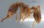Strumigenys gnathosphax Bolton, 2000 lateral