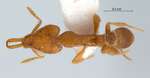 Strumigenys ignota Bolton, 2000 dorsal