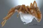 Strumigenys indigatrix Wheeler,1919 lateral