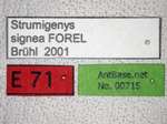 Strumigenys signeae Forel,1905 Label
