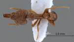 Strumigenys strygax Bolton,2000 dorsal