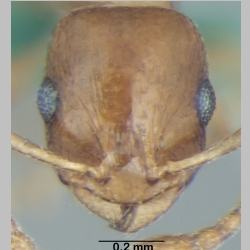 Temnothorax himachalensis Bharti & Gul, 2012 frontal