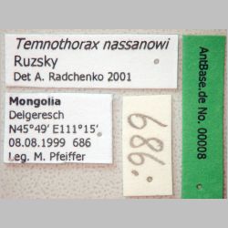 Temnothorax nassonowi Ruzsky, 1895 Label