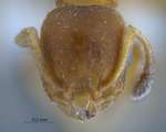 Temnothorax unifasciatus Latreille, 1798 frontal